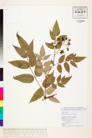 <a href="https://brmas.openmuseum.tw/muse/digi_object/522826a7e3db49f37eccd7c1efcd9c26" target="_blank">榿葉懸鉤子／中央研究院生物多樣性研究博物館植物標本館 (HAST)</a>
