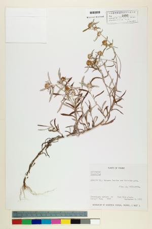 <a href="https://brmas.openmuseum.tw/muse/digi_object/522e90b1d23366380416061a092d05be" target="_blank">鼠麴草屬／中央研究院生物多樣性研究博物館植物標本館 (HAST)</a>