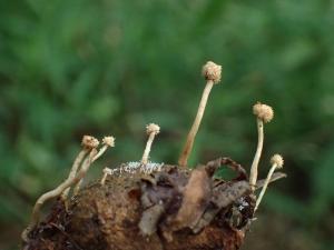 Cordyceps mantidicola(螵蛸蟲草)