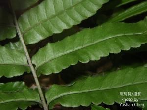 <a href="https://taieol.tw/muse/digi_object/bfac911e2bd128aea1cd40bbfc7a65df" target="_blank">海南實蕨／By：cyst007／iNaturalist</a>