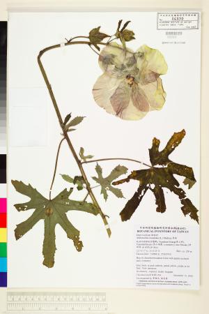<a href="https://brmas.openmuseum.tw/muse/digi_object/52541abe515ee901313aacd98d565e5c" target="_blank">香葵／中央研究院生物多樣性研究博物館植物標本館 (HAST)</a>
