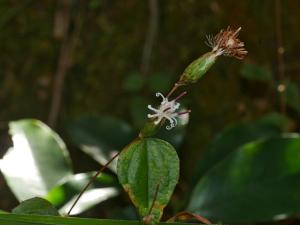 <a href="https://taieol.tw/muse/digi_object/2ecc293580791ec2298dadff3425ebac" target="_blank">半高野帚／By：chenjacy／iNaturalist</a>