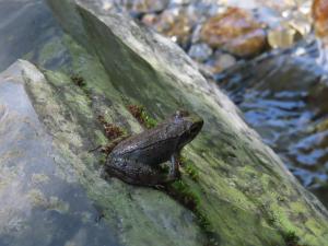 <a href="https://taieol.tw/muse/digi_object/2fed61dae2e4ff840b6c230f48bf31db" target="_blank">梭德氏赤蛙／By：naturalist14740／iNaturalist</a>