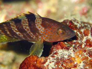 Epinephelus awoara 青石斑魚