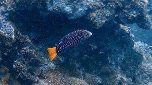<a href="https://taieol.tw/muse/digi_object/cc5d991d8fc80db7e0175ad075bab86d" target="_blank">黃尾阿南魚／By：r_lai／iNaturalist</a>