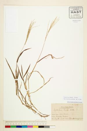 <a href="https://brmas.openmuseum.tw/muse/digi_object/526700d88bee731cc88c31bc8f84daff" target="_blank">亨利馬唐／中央研究院生物多樣性研究博物館植物標本館 (HAST)</a>