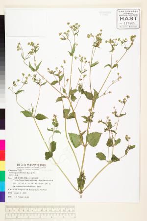 <a href="https://brmas.openmuseum.tw/muse/digi_object/52680285deaffb8ffdb97ba3310a77b2" target="_blank">粗毛小米菊／中央研究院生物多樣性研究博物館植物標本館 (HAST)</a>