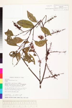 <a href="https://brmas.openmuseum.tw/muse/digi_object/52715fdf9ec488aa5d4fcfcc9ff8dfd6" target="_blank">紅葉樹／中央研究院生物多樣性研究博物館植物標本館 (HAST)</a>