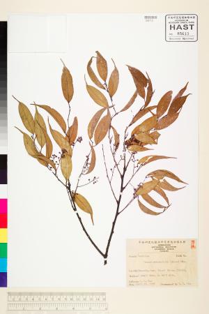 <a href="https://brmas.openmuseum.tw/muse/digi_object/527d3eb4ef79f6c00f051088ff2e0040" target="_blank">黑星櫻(墨點櫻桃)／中央研究院生物多樣性研究博物館植物標本館 (HAST)</a>