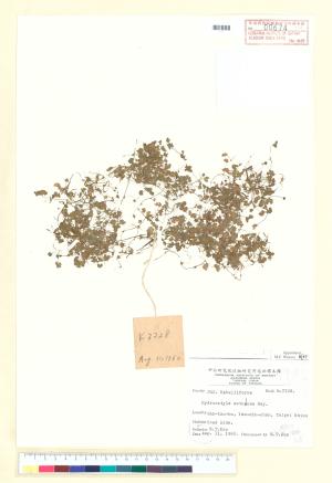 <a href="https://brmas.openmuseum.tw/muse/digi_object/529cfbc2056809fb4a0de3d8a4adc72a" target="_blank">阿里山天胡荽／中央研究院生物多樣性研究博物館植物標本館 (HAST)</a>