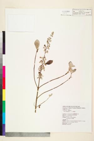 <a href="https://brmas.openmuseum.tw/muse/digi_object/52b28e23631b9bb549427c5a1666ef89" target="_blank">海埔姜(山埔姜、白埔姜、蔓荊子)／中央研究院生物多樣性研究博物館植物標本館 (HAST)</a>