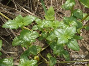 <a href="https://taieol.tw/muse/digi_object/3bdde8d3462b907d3d4fd3f0f2e921cb" target="_blank">Wedelia prostrata／By：cyst007／iNaturalist</a>
