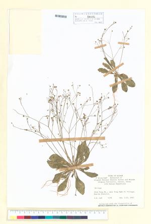 <a href="https://brmas.openmuseum.tw/muse/digi_object/52de79838c1e60fcc7be38e3a475efb6" target="_blank">粟米草屬／中央研究院生物多樣性研究博物館植物標本館 (HAST)</a>