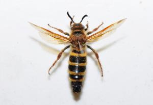 Scoliidae sp._陽明山 2