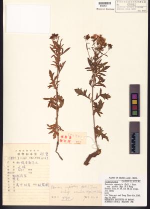 <a href="https://brmas.openmuseum.tw/muse/digi_object/52e776f5a87529f02967632ea1774c37" target="_blank">敗醬屬／中央研究院生物多樣性研究博物館植物標本館 (HAST)</a>