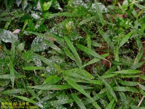 <a href="https://taieol.tw/muse/digi_object/ae9df98429e3296f80e61a395bd5a8ed" target="_blank">弓果黍／By：kinmatsu／iNaturalist</a>