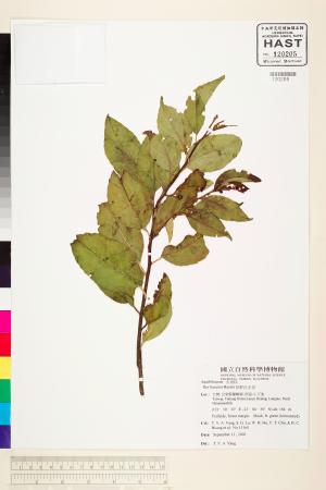<a href="https://brmas.openmuseum.tw/muse/digi_object/52fe2f8bdff64d1971db43cf0157117c" target="_blank">草野氏冬青／中央研究院生物多樣性研究博物館植物標本館 (HAST)</a>
