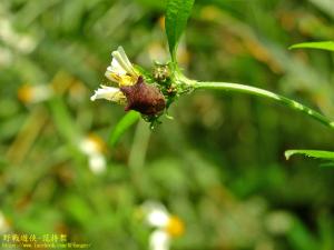 <a href="https://taieol.tw/muse/digi_object/09f62be14a0ace826ab7fd5687c9713e" target="_blank">輝椿象／By：kinmatsu／iNaturalist</a>
