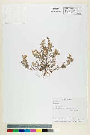 <a href="https://brmas.openmuseum.tw/muse/digi_object/5328d4a849af8e12463d9da183a5ac42" target="_blank">鼠麴草屬／中央研究院生物多樣性研究博物館植物標本館 (HAST)</a>