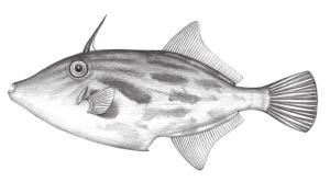 <a href="https://fishdb.sinica.edu.tw/muse/digi_object/b2fa9236a847505dd26fd1d2e934a4ae" target="_blank">Thamnaconus modestus／By：鄭義郎／鄭義郎</a>