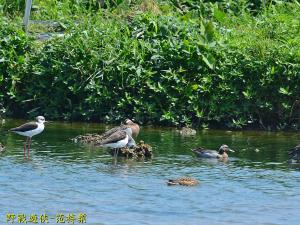 <a href="https://taieol.tw/muse/digi_object/2fd6620449c22e0bfe39c05cc1346b0b" target="_blank">白眉鴨／By：kinmatsu／iNaturalist</a>