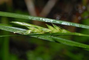 20120721_台東縣向陽林道LiaoCK4