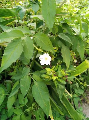 <a href="https://taieol.tw/muse/digi_object/67bf5733764c31a31f4fcdead5360bca" target="_blank">紫茉莉／By：hsincandy／iNaturalist</a>