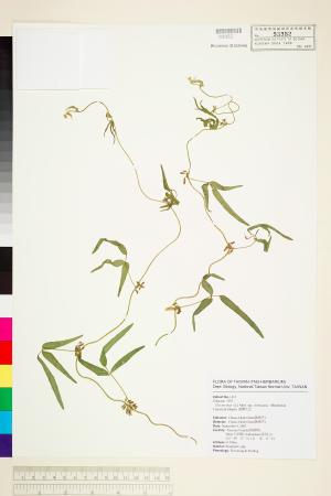 <a href="https://brmas.openmuseum.tw/muse/digi_object/5357abb3fd4d0d310d5d431324a8c4b6" target="_blank">台灣大豆／中央研究院生物多樣性研究博物館植物標本館 (HAST)</a>