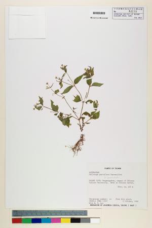 <a href="https://brmas.openmuseum.tw/muse/digi_object/535baa39328a02562a887dd6ed06e619" target="_blank">小米菊／中央研究院生物多樣性研究博物館植物標本館 (HAST)</a>