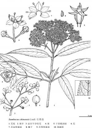 <a href="https://taieol.tw/muse/digi_object/4886f1aeb63d5cbcb65c7eee1a574daf" target="_blank">冇骨消／By：金門植物誌／金門國家公園管理處</a>