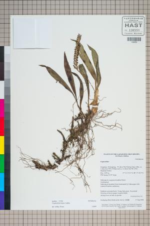 <a href="https://brmas.openmuseum.tw/muse/digi_object/536fd5fb78b7b908565f1505b360799c" target="_blank">Cryptochirus／中央研究院生物多樣性研究博物館植物標本館 (HAST)</a>