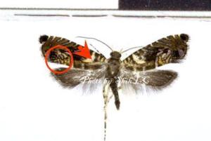 <a href="https://taieol.tw/muse/digi_object/28003b320d5770102bea49d7c0088b9f" target="_blank">Glyphipterix lunaris／By：施禮正／臺灣蛾訊 MOTHS of Taiwan</a>