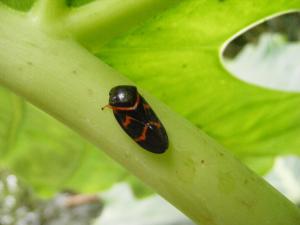 <a href="https://taieol.tw/muse/digi_object/c58a9410c121d2e3bc869120f3fbd319" target="_blank">Okiscarta uchidae／By：stevenson1002／iNaturalist</a>