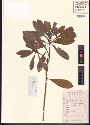 <a href="https://brmas.openmuseum.tw/muse/digi_object/53782bbdb655c90daedf5e3ea30a233b" target="_blank">楊梅／中央研究院生物多樣性研究博物館植物標本館 (HAST)</a>
