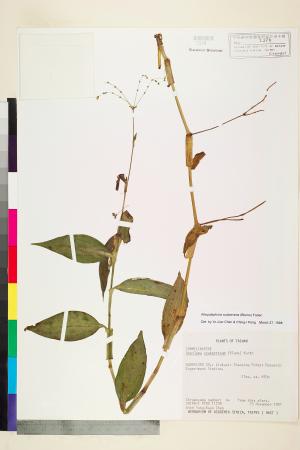 <a href="https://brmas.openmuseum.tw/muse/digi_object/53878fff4e8b8d0f22d7af7d81b44f68" target="_blank">毛果竹葉菜(毛果網籽草)／中央研究院生物多樣性研究博物館植物標本館 (HAST)</a>