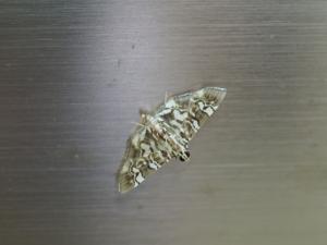 <a href="https://taieol.tw/muse/digi_object/30beda6ce8c4491418aeb991880834b6" target="_blank">Chabula acamasalis／By：max822／iNaturalist</a>