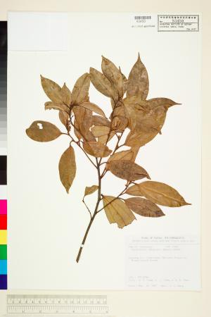 <a href="https://brmas.openmuseum.tw/muse/digi_object/538ede9645ab8cea0e642cfe4f42e386" target="_blank">厚殼桂／中央研究院生物多樣性研究博物館植物標本館 (HAST)</a>