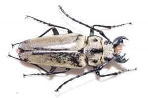 擬鍬形蟲 Trictenotomidae