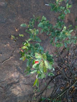 <a href="https://taieol.tw/muse/digi_object/b59063eb92725b3b56e9ec7c6290a266" target="_blank">南嶺蕘花／By：naturalist21722／iNaturalist</a>
