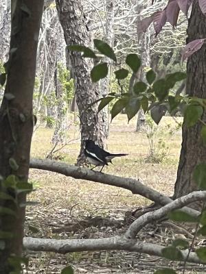 <a href="https://taieol.tw/muse/digi_object/b2b9c891a2b11293caeac8e4ba80382c" target="_blank">鵲鴝／By：catbrother／iNaturalist</a>
