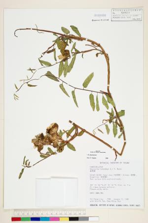<a href="https://brmas.openmuseum.tw/muse/digi_object/53ffc9f3482b83db93b3b2ed75c031cf" target="_blank">盒果藤／中央研究院生物多樣性研究博物館植物標本館 (HAST)</a>
