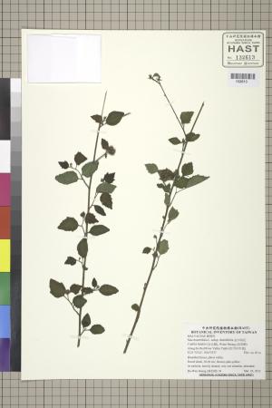 <a href="https://brmas.openmuseum.tw/muse/digi_object/541d2fe8e3dcbef7fc9be2d431aec337" target="_blank">金午時花／中央研究院生物多樣性研究博物館植物標本館 (HAST)</a>