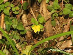 <a href="https://taieol.tw/muse/digi_object/3dda7f433626c6eb6915d29ea8d8a5c3" target="_blank">蓬萊珍珠菜／By：chinaberryhuang／iNaturalist</a>