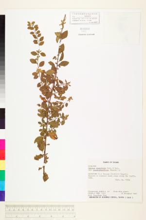 <a href="https://brmas.openmuseum.tw/muse/digi_object/5420dc84890aa1d6b342f2549060e4dc" target="_blank">笑靨花／中央研究院生物多樣性研究博物館植物標本館 (HAST)</a>
