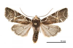 Hemiglaea albolineata Owada, 1993 _male_Meifeng_2-I-2012_SWu_800px