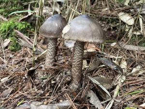 <a href="https://taieol.tw/muse/digi_object/60e0495b1362af41932a72fb29dd4dfb" target="_blank">Amanita liquii／By：balawu／iNaturalist</a>