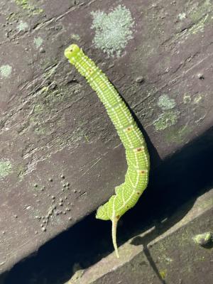 <a href="https://taieol.tw/muse/digi_object/ec147613ec6af822a50bdbfc1957cabd" target="_blank">楓天蛾／By：chonhang／iNaturalist</a>