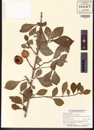 <a href="https://brmas.openmuseum.tw/muse/digi_object/54654e6c3b3e9305a6eca00a43a2eace" target="_blank">對面花／中央研究院生物多樣性研究博物館植物標本館 (HAST)</a>