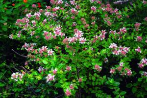 <a href="https://taieol.tw/muse/digi_object/f613313e0473ac7f487711de3bcc1bbf" target="_blank">糯米條／By：金門植物誌／金門國家公園管理處</a>