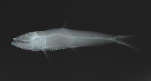 <a href="https://brmas.openmuseum.tw/muse/digi_object/bf39a48ef223462efc194708675dbd8d" target="_blank">黃小沙丁魚／中央研究院生物多樣性研究博物館動物標本館 (ASIZ)</a>